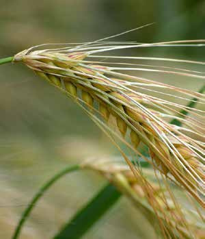 Orge